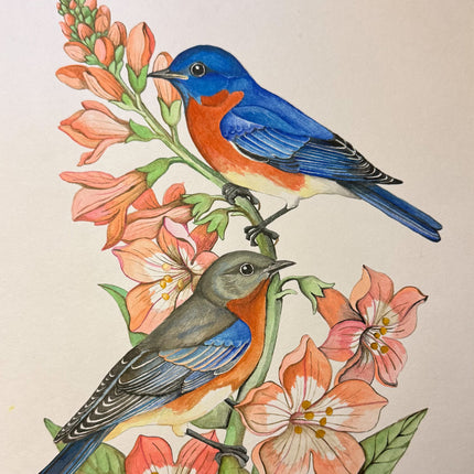 Collection image for: Thrushes