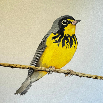 Collection image for: Warblers