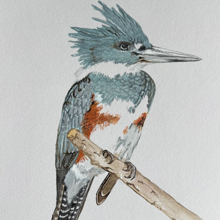 Collection image for: Kingfishers