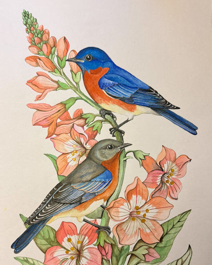 Eastern Bluebirds