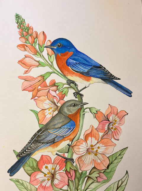 Eastern Bluebirds