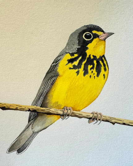 Canada Warbler