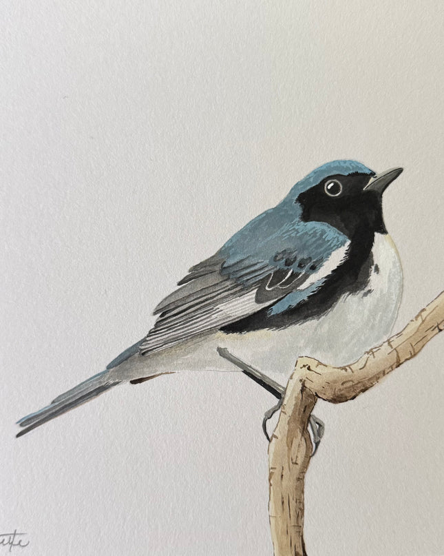 Black-throated Blue Warbler