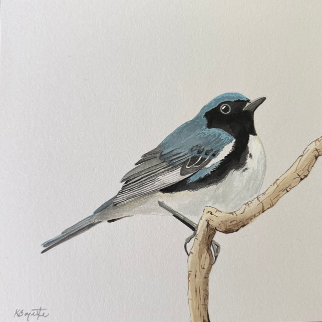 Black-throated Blue Warbler