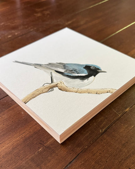 Black-throated Blue Warbler