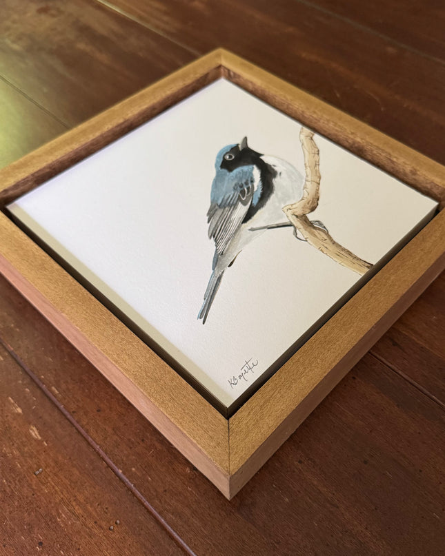 Black-throated Blue Warbler