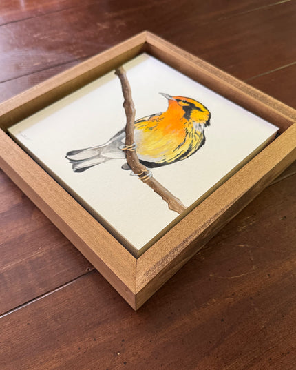 Blackburnian Warbler