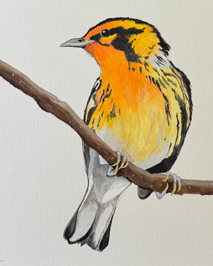 Blackburnian Warbler