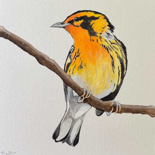 Blackburnian Warbler
