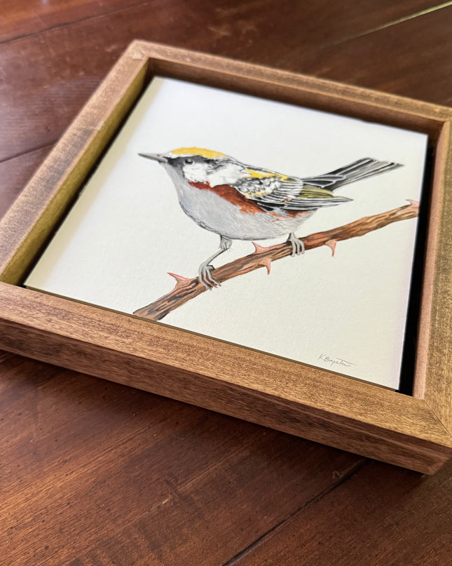 Chesnut-sided Warbler