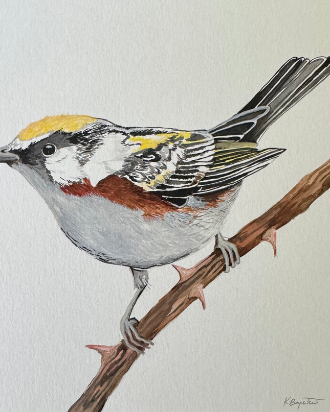 Chesnut-sided Warbler