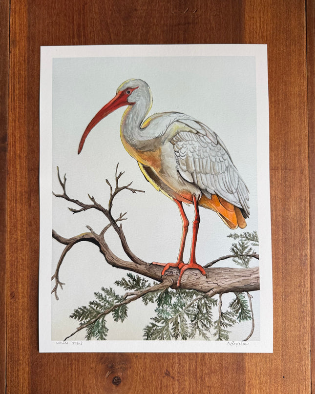 White Ibis Signed Print