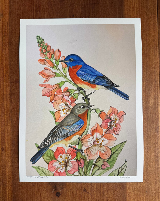 Eastern Bluebirds Signed Print