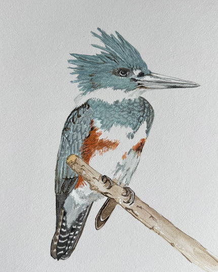Belted Kingfisher