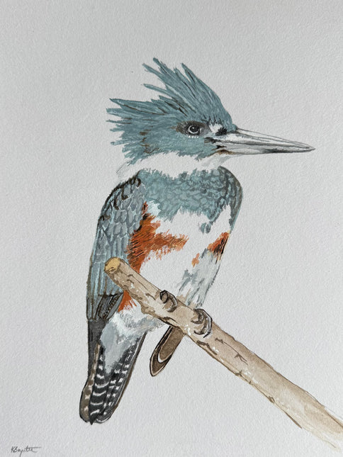 Belted Kingfisher