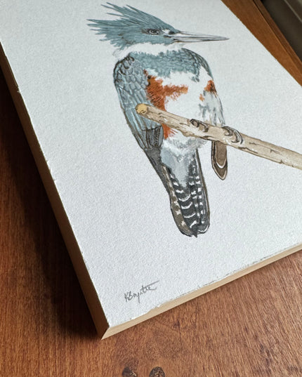 Belted Kingfisher