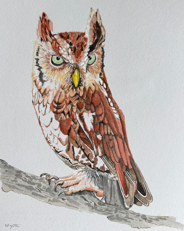 Eastern Screech Owl