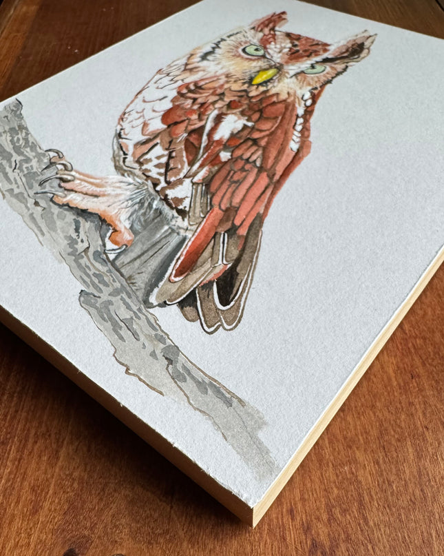 Eastern Screech Owl
